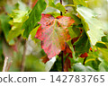 Close-up of Wild Service Tree (Sorbus torminalis) leaf with vibrant red color among green foliage in autumn 142783765
