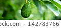 Hass avocado fruit (Persea americana) with pebbled green skin hanging from a tree among lush tropical foliage in plantation 142783766