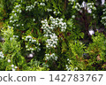 Thuja orientalis oriental arborvitae branches with clusters of blue-green cones among scale-like evergreen foliage. Garden landscaping plant 142783767