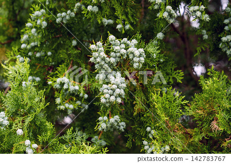 Thuja orientalis oriental arborvitae branches with clusters of blue-green cones among scale-like evergreen foliage. Garden landscaping plant Thuja orientalis oriental arborvitae branches with clusters of blue-green cones among scale-like evergreen foliage. Garden landscaping plant 142783767
