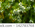 Dew covered blue green seed cones cluster along a Thuja orientalis branch close up 142783768