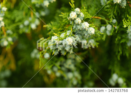 Dew covered blue green seed cones cluster along a Thuja orientalis branch close up Dew covered blue green seed cones cluster along a Thuja orientalis branch close up 142783768