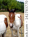 Curious pinto horse looking through a barbed wire fence in a pasture. Farm animal. Countryside life concept 142783770