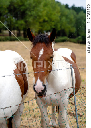 Curious pinto horse looking through a barbed wire fence in a pasture. Farm animal. Countryside life concept Curious pinto horse looking through a barbed wire fence in a pasture. Farm animal. Countryside life concept 142783770