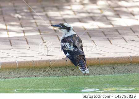 An Australian Kookaburra standing on the edge of a swimming pool An Australian Kookaburra standing on the edge of a swimming pool 142783829