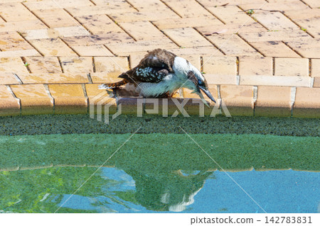 An Australian Kookaburra standing on the edge of a swimming pool An Australian Kookaburra standing on the edge of a swimming pool 142783831