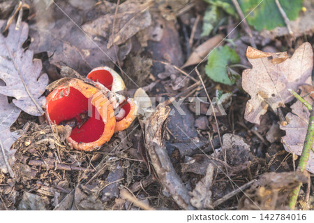 Scarlet elf cup fungi growing among fallen leaves in autumn forest Scarlet elf cup fungi growing among fallen leaves in autumn forest 142784016