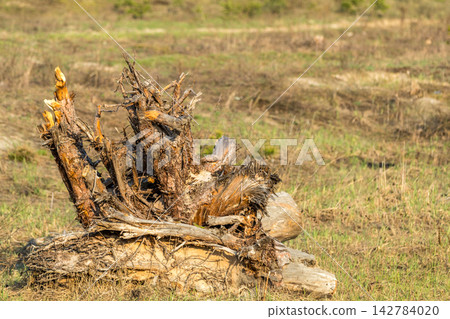 Uprooted tree stump decaying in a field Uprooted tree stump decaying in a field 142784020