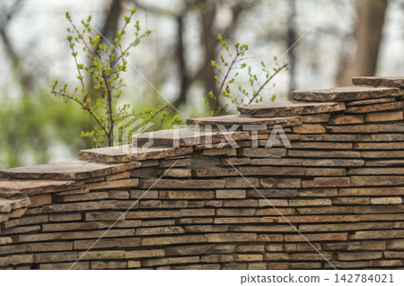 Stone wall emerging from nature with spring branches growing 142784021