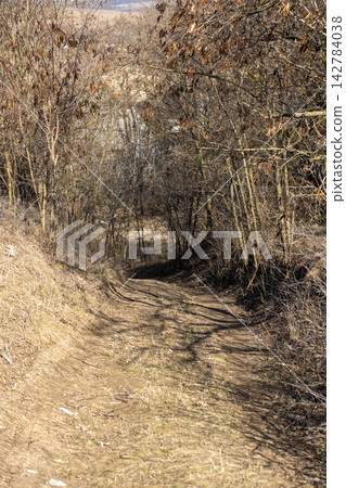 Winding dirt road leading into a forest in early spring Winding dirt road leading into a forest in early spring 142784038
