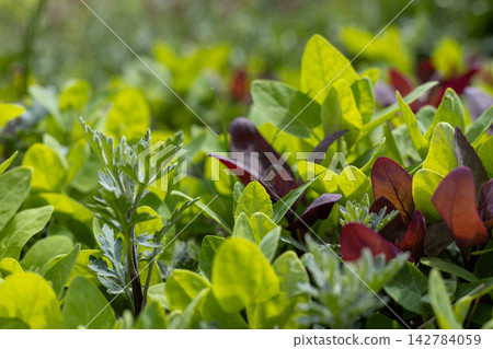 Fresh mesclun salad growing in vegetable garden Fresh mesclun salad growing in vegetable garden 142784059