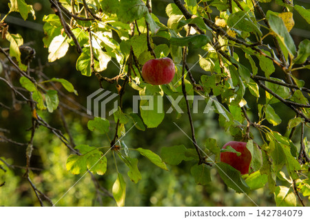 Organic apple orchard in the Central Eastern Alps in Austria. Organic apple orchard in the Central Eastern Alps in Austria. 142784079