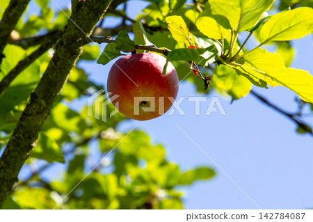 Organic apple orchard in the Central Eastern Alps in Austria. Organic apple orchard in the Central Eastern Alps in Austria. 142784087
