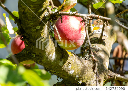 Organic apple orchard in the Central Eastern Alps in Austria. 142784090