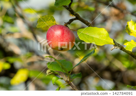 Organic apple orchard in the Central Eastern Alps in Austria. Organic apple orchard in the Central Eastern Alps in Austria. 142784091
