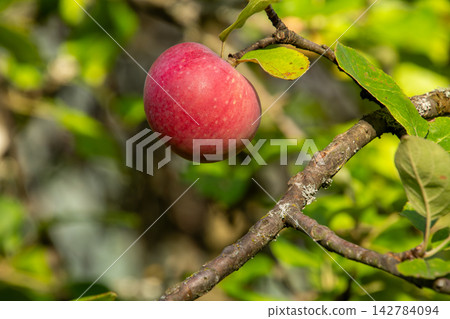 Organic apple orchard in the Central Eastern Alps in Austria. Organic apple orchard in the Central Eastern Alps in Austria. 142784094
