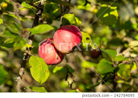 Organic apple orchard in the Central Eastern Alps in Austria. 142784095