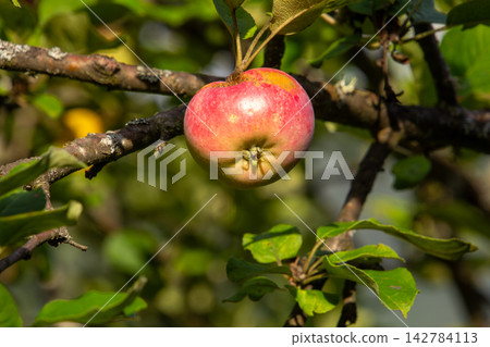 Organic apple orchard in the Central Eastern Alps in Austria. 142784113