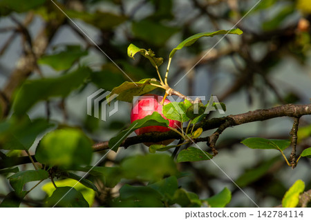 Organic apple orchard in the Central Eastern Alps in Austria. 142784114