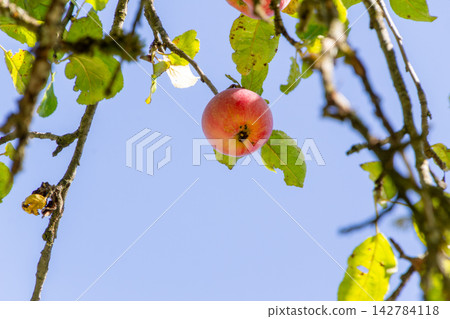 Organic apple orchard in the Central Eastern Alps in Austria. 142784118
