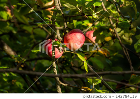 Organic apple orchard in the Central Eastern Alps in Austria. 142784119