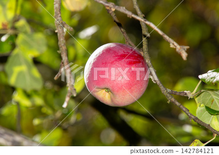 Organic apple orchard in the Central Eastern Alps in Austria. 142784121