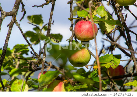 Organic apple orchard in the Central Eastern Alps in Austria. 142784123