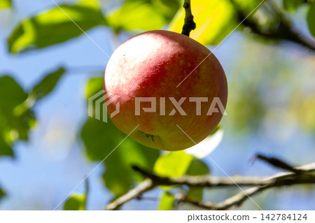 Organic apple orchard in the Central Eastern Alps in Austria. Organic apple orchard in the Central Eastern Alps in Austria. 142784124