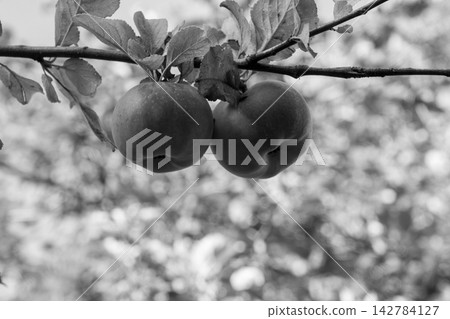 Organic apple orchard in the Central Eastern Alps in Austria. 142784127