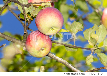 Organic apple orchard in the Central Eastern Alps in Austria. Organic apple orchard in the Central Eastern Alps in Austria. 142784129
