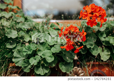 Bright red geranium flowers bloom beside lush green leaves on a sunny patio, with a wicker chair, red cushion, garden table and warm window creating a cozy outdoor living scene with warm summer charm. Bright red geranium flowers bloom beside lush green leaves on a sunny patio, with a wicker chair, red cushion, garden table and warm window creating a cozy outdoor living scene with warm summer charm. 142784281