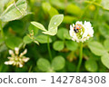 瓢蟲停在白色三葉草花上 142784308