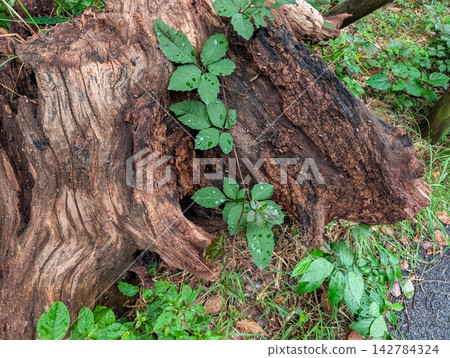 A forest background featuring moss-covered decaying wood and sprouting green plants, expressing the vitality and regeneration of nature. A forest background featuring moss-covered decaying wood and sprouting green plants, expressing the vitality and regeneration of nature. 142784324