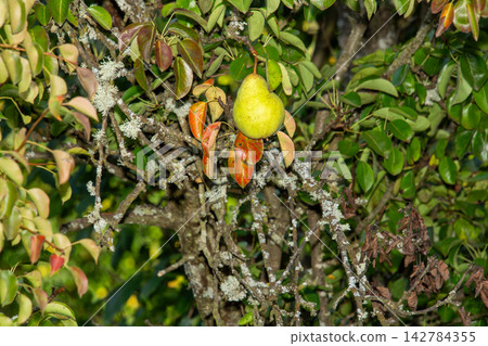 Pear on tree in Carinthia, Austria Pear on tree in Carinthia, Austria 142784355