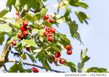 Close-up of a hawthorn branch with ripe red berries 142784363