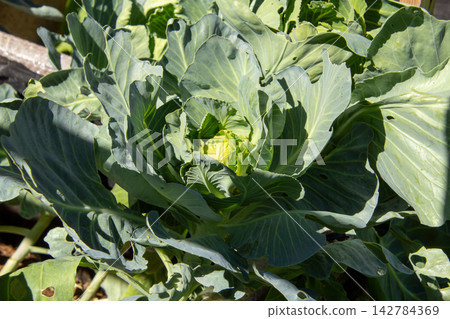 White cabbage leaves, eaten by caterpillars. White cabbage leaves, eaten by caterpillars. 142784369