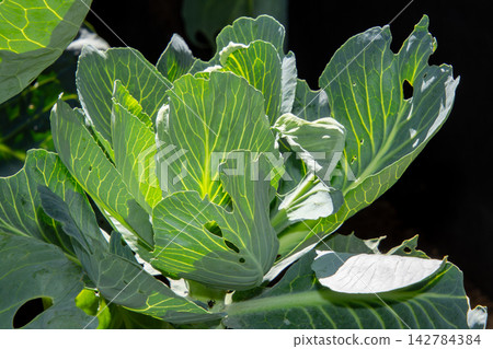 White cabbage leaves, eaten by caterpillars. White cabbage leaves, eaten by caterpillars. 142784384