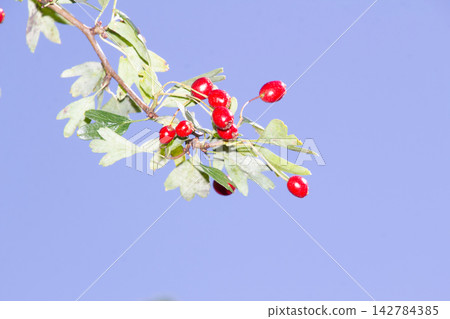 Close-up of a hawthorn branch with ripe red berries Close-up of a hawthorn branch with ripe red berries 142784385