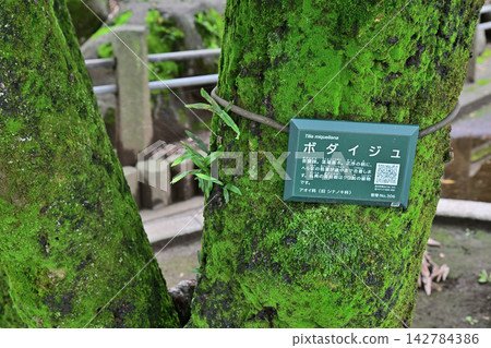 川越市川越大師喜田寺院內的菩提樹 川越市川越大師喜田寺院內的菩提樹 142784386