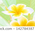 Yellow and white plumeria (afw2 20260912145755) 142784387