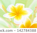 Yellow and white plumeria (afw20260912145355) 142784388