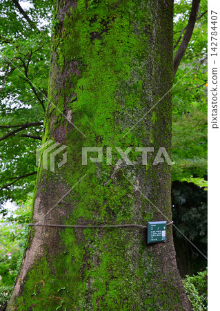 Large hackberry tree, Kawagoe Daishi Kitain Temple grounds, Kawagoe City Large hackberry tree, Kawagoe Daishi Kitain Temple grounds, Kawagoe City 142784407