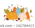 Hand drawn colorful Autumn Pumpkins Illustration 142784413