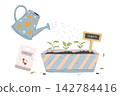 Watering Tomato Seedlings Gardening Illustration 142784416