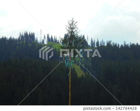 Maypole Spruce with Colorful Ribbons Near Dense Alpine Conifer Forest Hill Maypole Spruce with Colorful Ribbons Near Dense Alpine Conifer Forest Hill 142784428