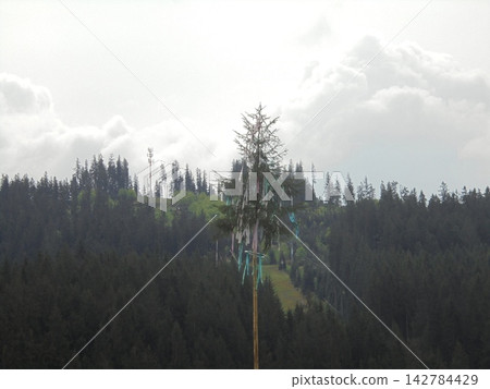 Tall spruce maypole with colorful ribbons above conifer forest and cloudy sky 142784429