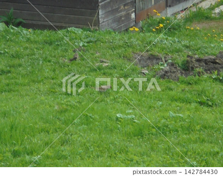 Thrush bird foraging on green lawn with molehills and dandelions by shed Thrush bird foraging on green lawn with molehills and dandelions by shed 142784430