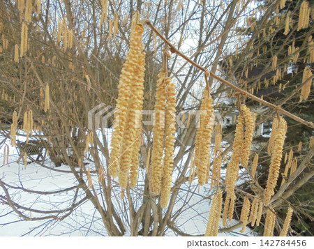 Detailed view of catkins on a bush in early spring in mountains Detailed view of catkins on a bush in early spring in mountains 142784456