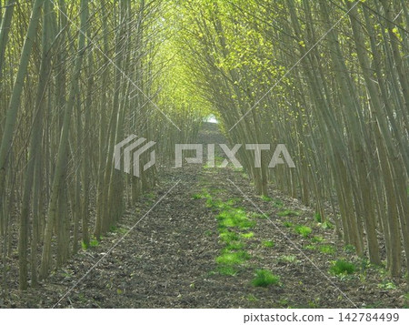 Forest tunnel of young broadleaf trees under harsh spring sunlight Forest tunnel of young broadleaf trees under harsh spring sunlight 142784499