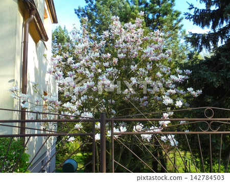 Beautiful magnolia tree with numerous large pink and white blossoms in a garden Beautiful magnolia tree with numerous large pink and white blossoms in a garden 142784503